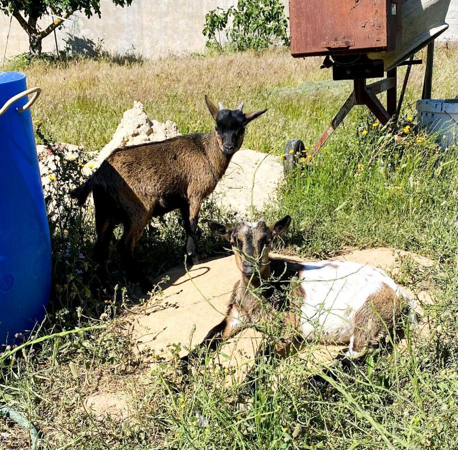 Sao Cristovao Farmhouse Setúbal Extérieur photo